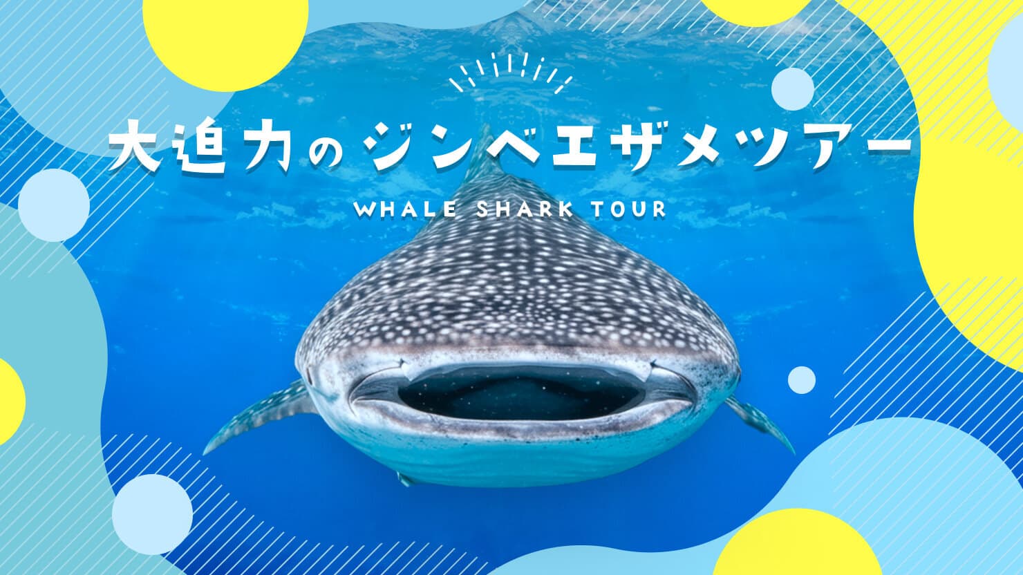 ジンベイザメに、会いに行こう。