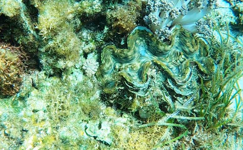 カランガマン島シュノーケリング時に見つけた大きなシャコ貝