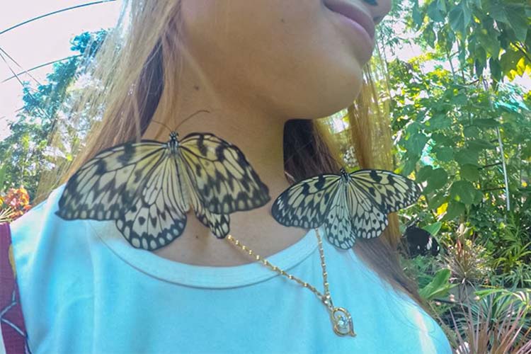 バタフライガーデン内の様子