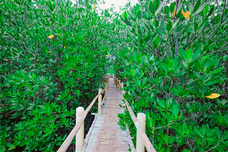 マングローブガーデン