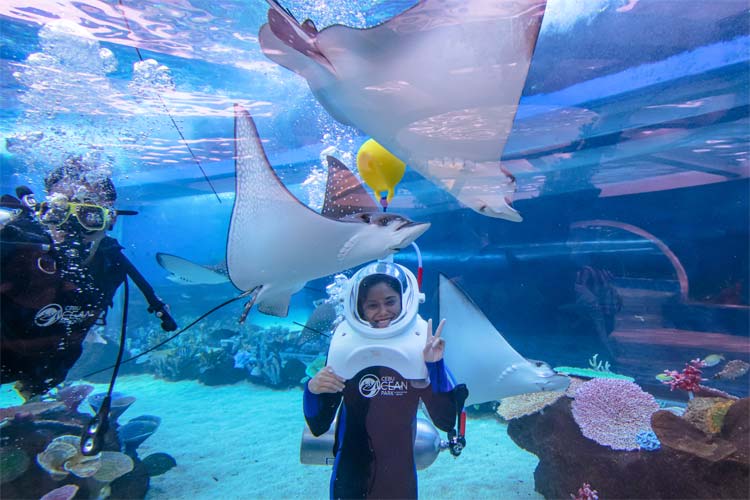 オーシャンパークの1番大きい水槽で水中散歩