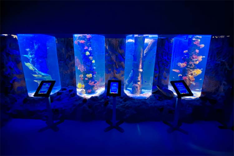 4つの細長い水槽が並んでいる