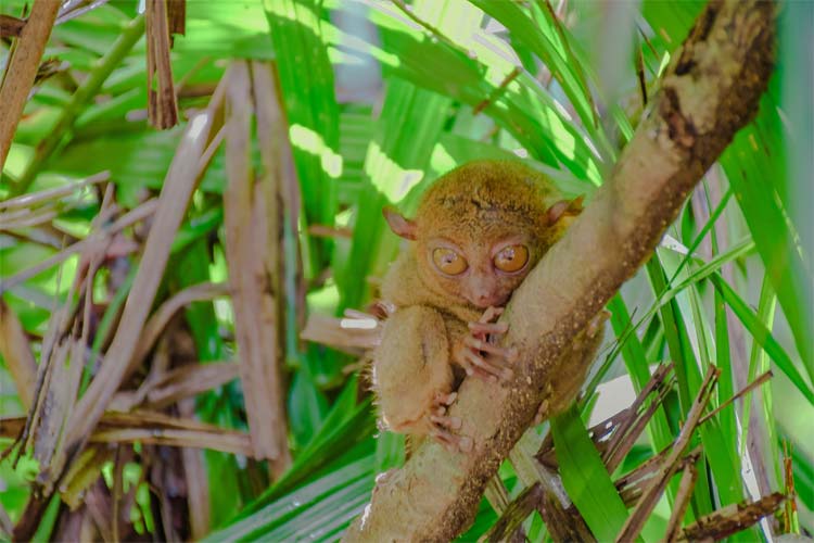 ボホール島でしか見れないターシャ