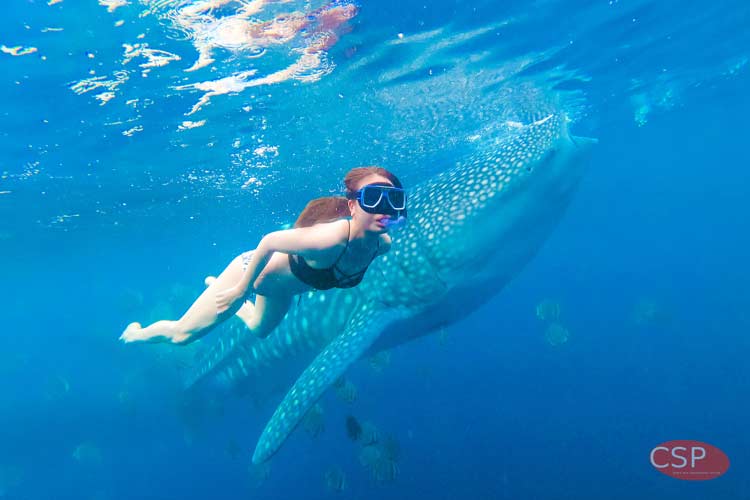 ジンベイザメスイム