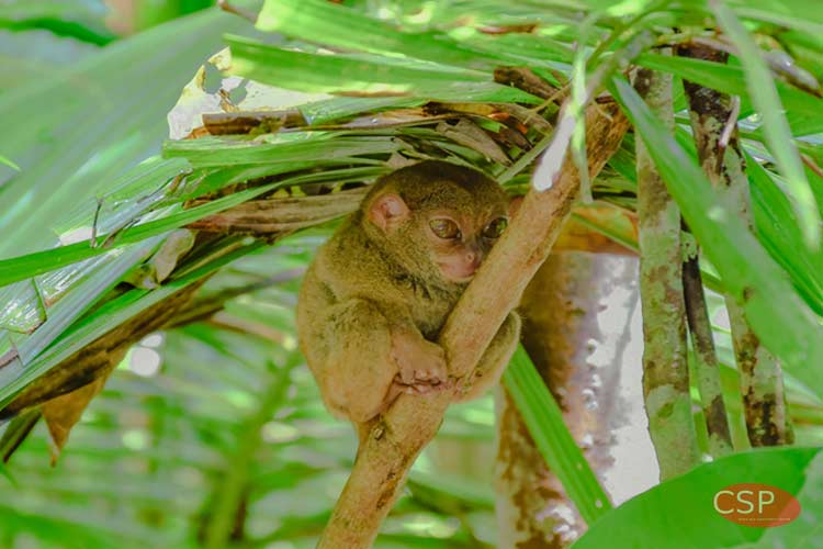 世界一小さいメガネザル ターシャ