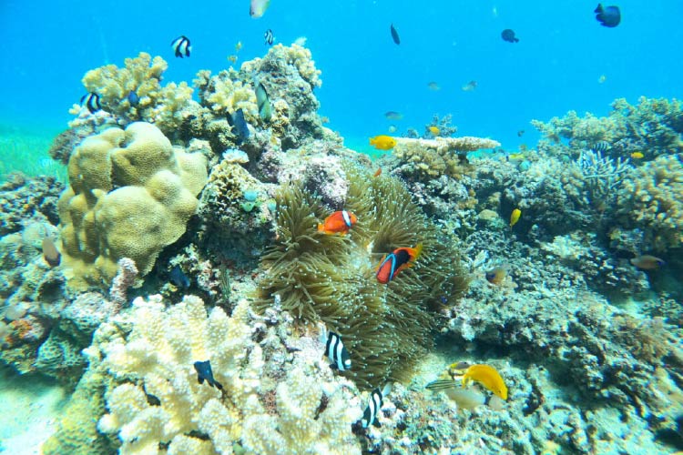 透き通った海底で優雅に泳ぐ魚たちと珊瑚