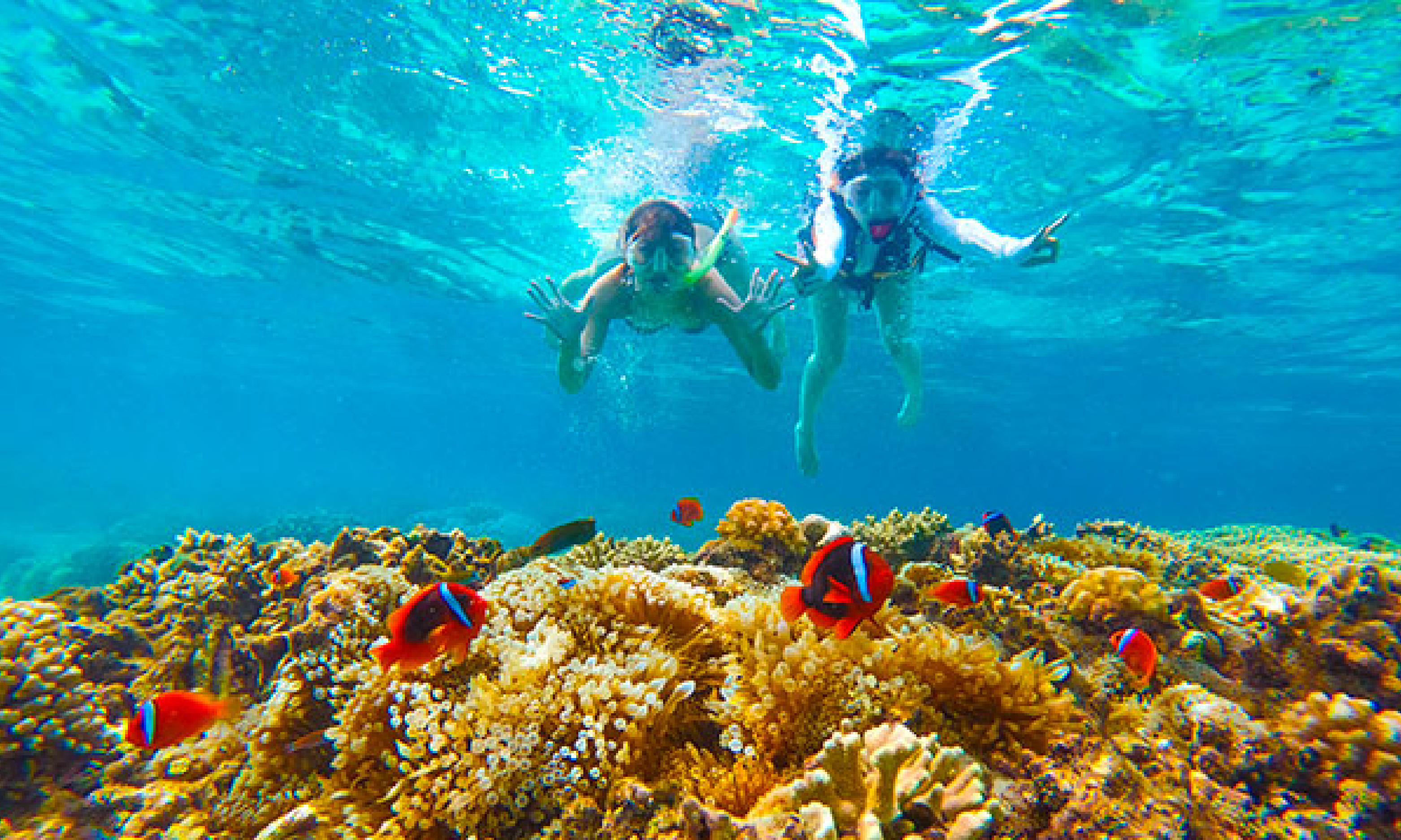 サンゴ礁が広がる美しい海で、女性二人がシュノーケリングをしている様子
オレンジ色のカクレクマノミが優雅に泳いでいる