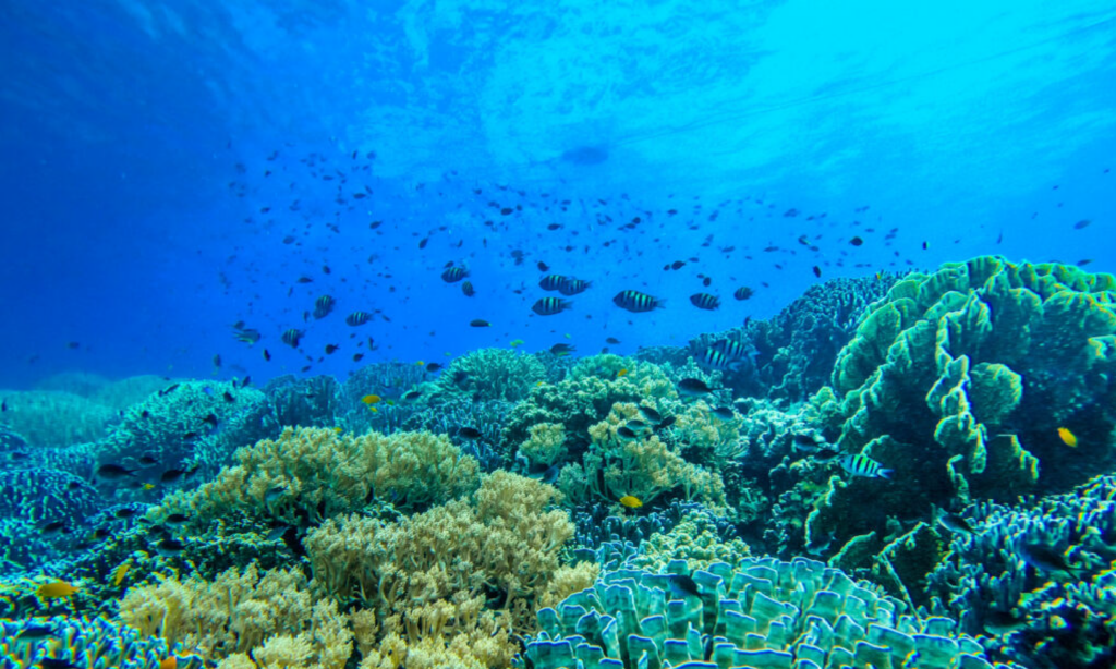 海底に大小さまざまな珊瑚礁が広がっている
小魚たちがたくさん泳いでいる