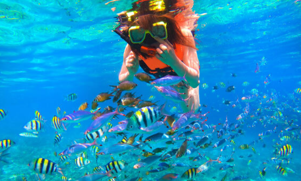 真っ青な海で色とりどりの熱帯魚を見ている女性