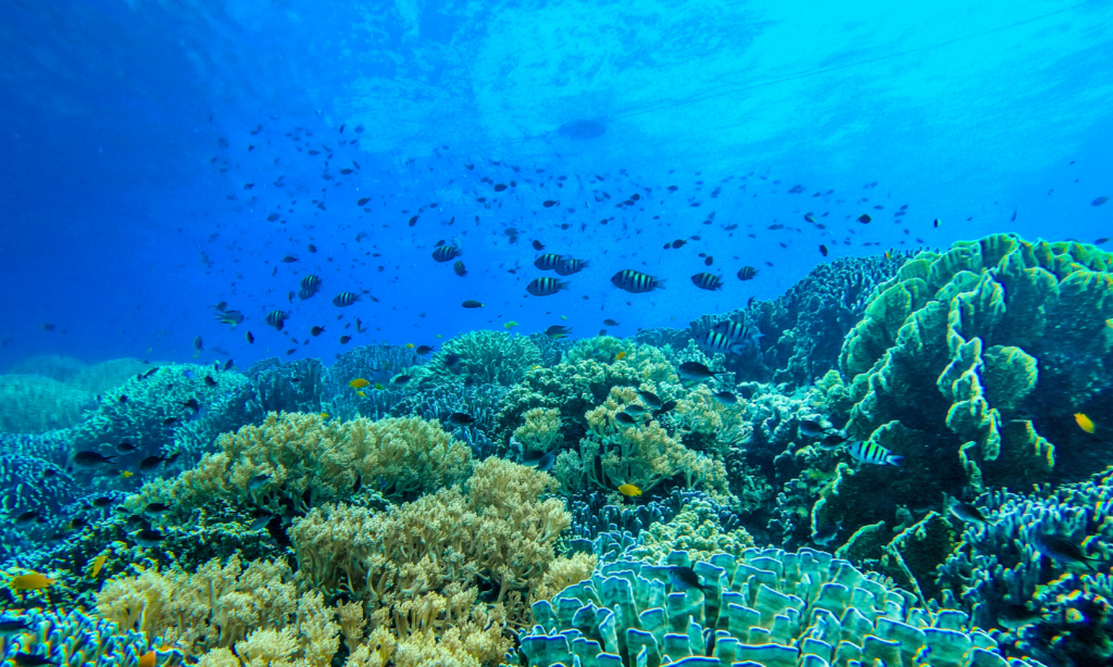 モアルボアルの海底に珊瑚礁が広がる様子