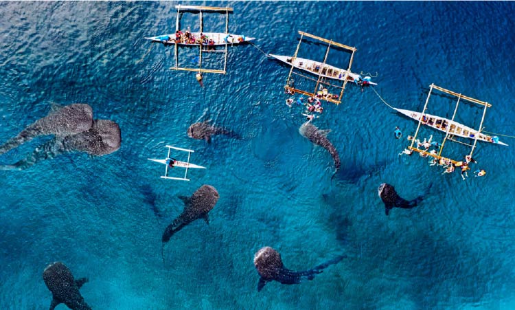 八匹のジンベイザメのドローン映像