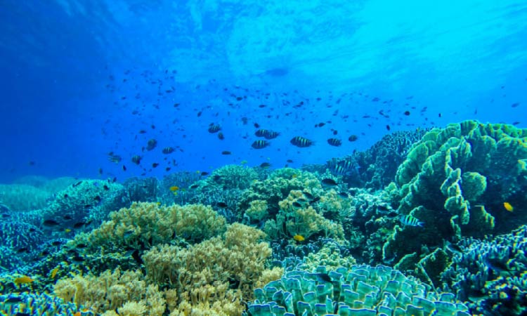 海底に大小さまざまな珊瑚礁が広がっている
小魚たちがたくさん泳いでいる