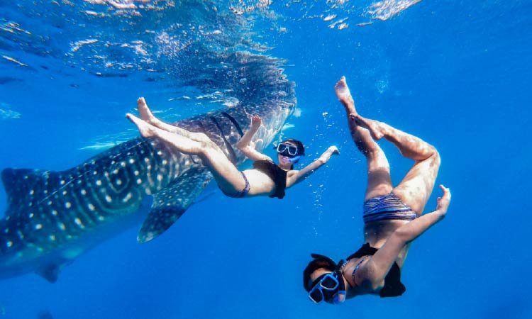 ジンベイザメと泳ぐ2名の女性