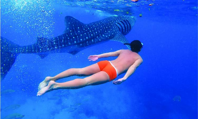 ジンベイザメと優雅に泳ぐ１人の男性
