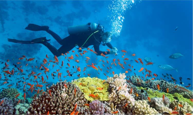 カラフルな熱帯魚を前にダイビングを楽しむ１人のダイバー