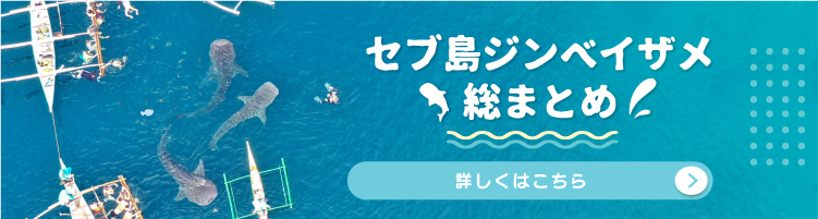 セブ島ジンベイザメ総まとめ