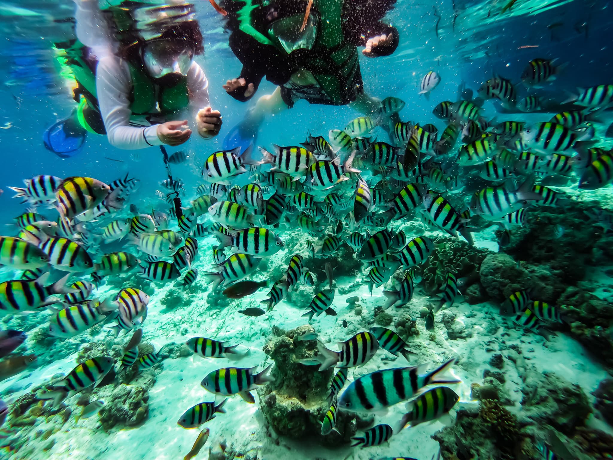 沢山の魚とシュノーケリング