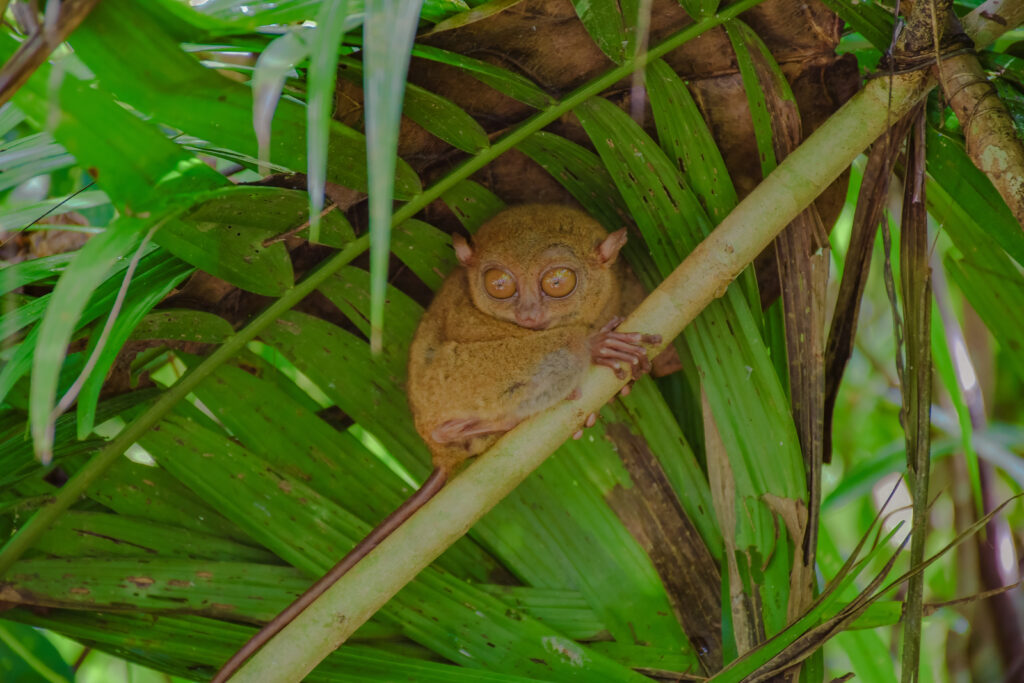 ターシャ2