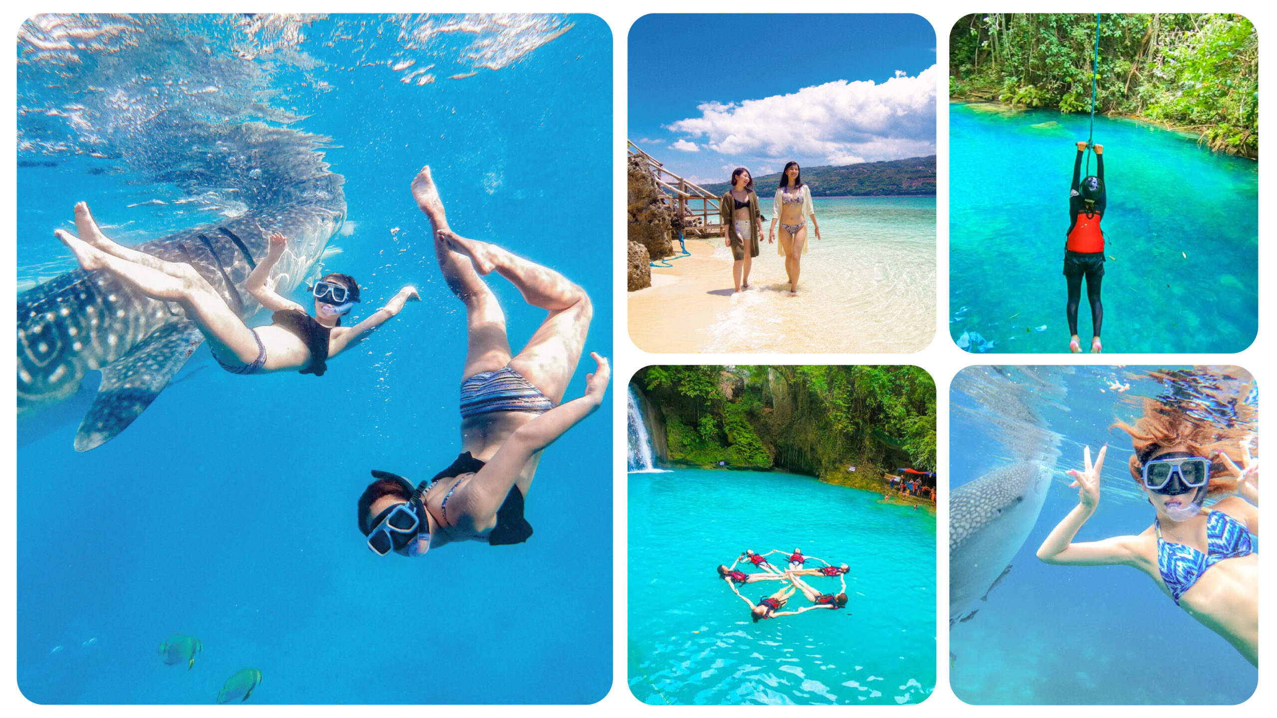 ジンベイザメ＆スミロン島＆モアルボアルツアー