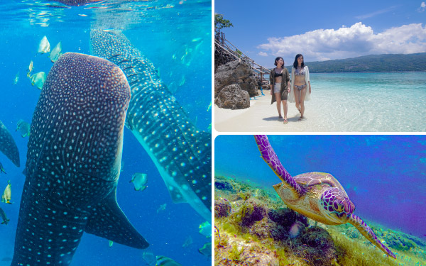 ジンベイザメ & スミロン島 & モアルボアルツアー