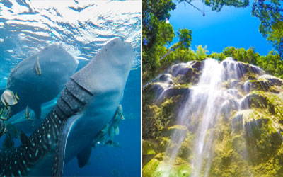 ジンベイザメ＆スミロン島＆ツマログ滝ツアー