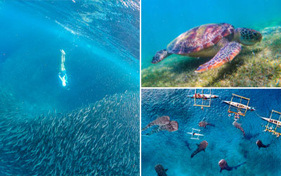 ジンベイザメ&カワサン滝キャニオニング&モアルボアルツアー