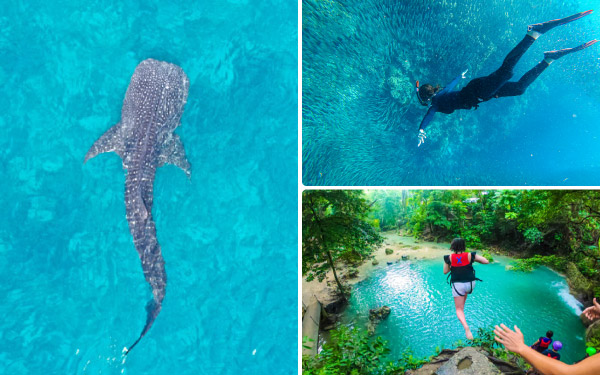 ジンベイザメ & モアルボアル & カワサン滝ツアー