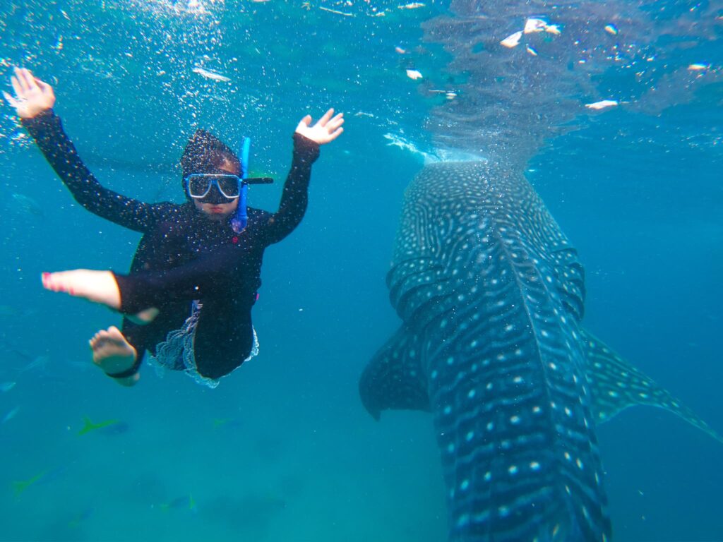 ラッシュガードを着てジンベイザメ体験